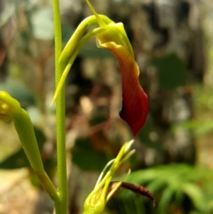 Cryptostylis subulata at Penrose, NSW - 29 Dec 2017