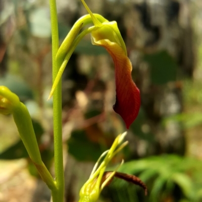 Cryptostylis subulata (Cow Orchid) at Penrose - 29 Dec 2017 by AliciaKaylock