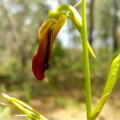 Cryptostylis subulata at Penrose, NSW - 29 Dec 2017