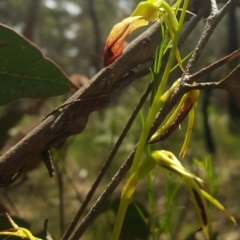 Cryptostylis subulata at Penrose, NSW - suppressed