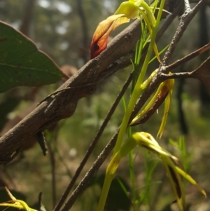 Cryptostylis subulata at Penrose, NSW - 29 Dec 2017