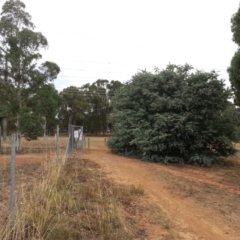 Acacia baileyana (Cootamundra Wattle, Golden Mimosa) at Watson Woodlands - 5 Mar 2019 by waltraud