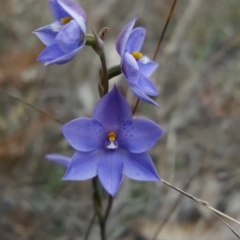 Thelymitra ixioides (Dotted Sun Orchid) at Wingecarribee Local Government Area - 29 Oct 2017 by AliciaKaylock