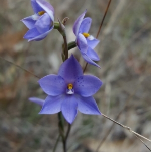 Thelymitra ixioides at Penrose, NSW - suppressed