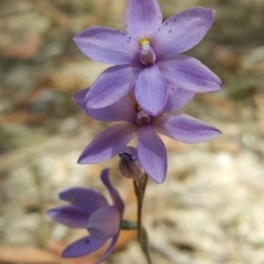 Thelymitra ixioides at Penrose, NSW - 29 Oct 2017