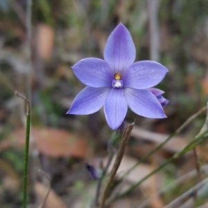 Thelymitra ixioides at Penrose, NSW - 29 Oct 2017