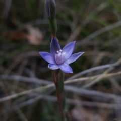 Thelymitra peniculata (Blue Star Sun-orchid) at Wingecarribee Local Government Area - 29 Oct 2017 by AliciaKaylock