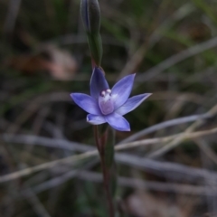 Thelymitra peniculata (Blue Star Sun-orchid) at Penrose - 29 Oct 2017 by AliciaKaylock