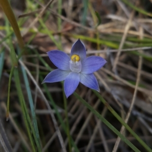 Thelymitra peniculata at Wingecarribee Local Government Area - suppressed