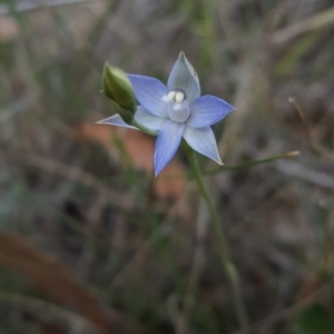 Thelymitra peniculata at Wingecarribee Local Government Area - 29 Oct 2017