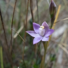 Thelymitra peniculata at Wingecarribee Local Government Area - suppressed