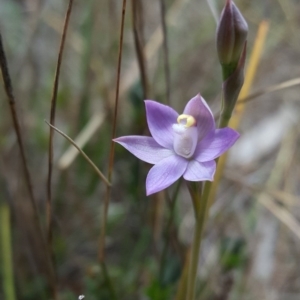 Thelymitra peniculata at Wingecarribee Local Government Area - suppressed