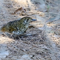 Zoothera lunulata (Bassian Thrush) at Mollymook Beach, NSW - 21 May 2019 by CharlesDove