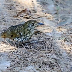 Zoothera lunulata (Bassian Thrush) at Mollymook Beach, NSW - 20 May 2019 by Charles Dove