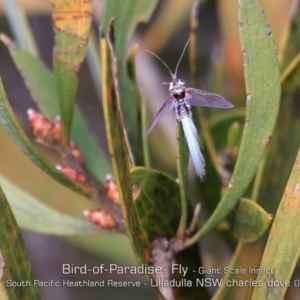 Callipappus australis at Ulladulla, NSW - 21 May 2019 12:00 AM