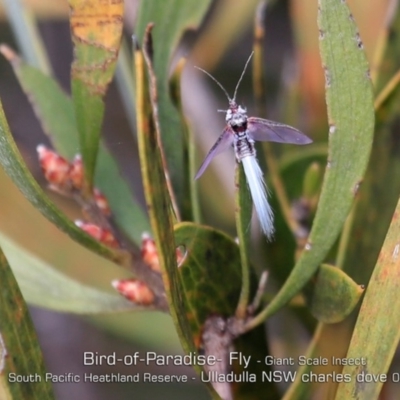 Callipappus australis (Bird of Paradise Fly) at South Pacific Heathland Reserve - 21 May 2019 by CharlesDove