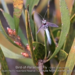 Callipappus australis (Bird of Paradise Fly) at South Pacific Heathland Reserve - 20 May 2019 by Charles Dove