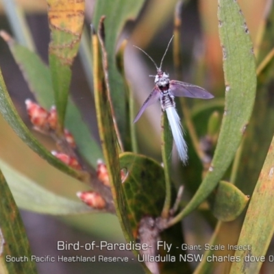 Callipappus australis (Bird of Paradise Fly) at South Pacific Heathland Reserve - 20 May 2019 by CharlesDove
