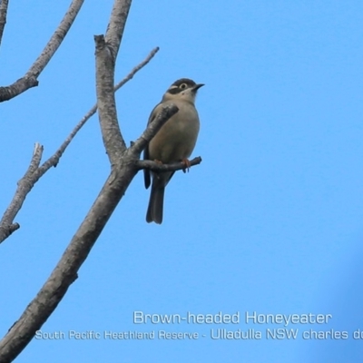 Melithreptus brevirostris (Brown-headed Honeyeater) at Ulladulla, NSW - 20 May 2019 by Charles Dove