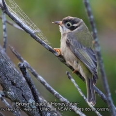 Melithreptus brevirostris at Ulladulla, NSW - 21 May 2019