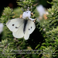 Pieris rapae (Cabbage White) at Ulladulla, NSW - 22 May 2019 by CharlesDove