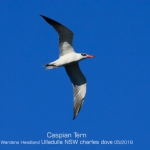 Hydroprogne caspia at Ulladulla, NSW - 25 May 2019