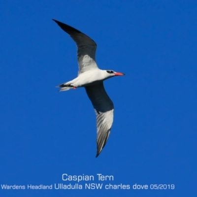 Hydroprogne caspia (Caspian Tern) at Ulladulla, NSW - 25 May 2019 by CharlesDove