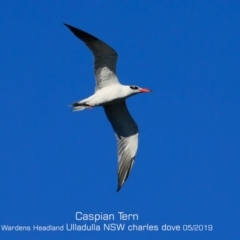 Hydroprogne caspia (Caspian Tern) at Ulladulla, NSW - 24 May 2019 by Charles Dove