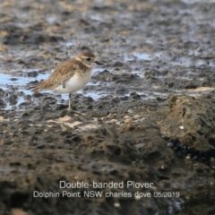Anarhynchus bicinctus (Double-banded Plover) at Dolphin Point, NSW - 21 May 2019 by Charles Dove