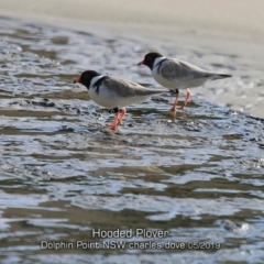 Charadrius rubricollis (Hooded Plover) at Dolphin Point, NSW - 21 May 2019 by Charles Dove