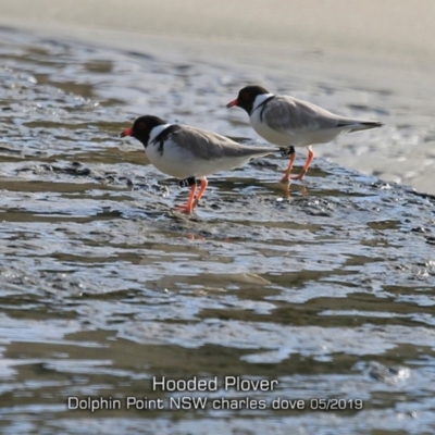 Charadrius rubricollis (Hooded Plover) at Dolphin Point, NSW - 22 May 2019 by CharlesDove