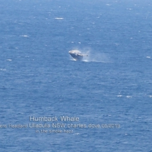 Megaptera novaeangliae at Ulladulla, NSW - 21 May 2019