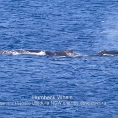 Megaptera novaeangliae at Ulladulla, NSW - 21 May 2019