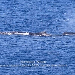 Megaptera novaeangliae at Ulladulla, NSW - 21 May 2019 12:00 AM