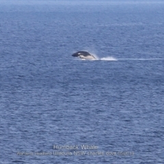 Megaptera novaeangliae at Ulladulla, NSW - 21 May 2019