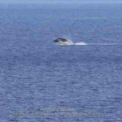 Megaptera novaeangliae at Ulladulla, NSW - 21 May 2019 12:00 AM