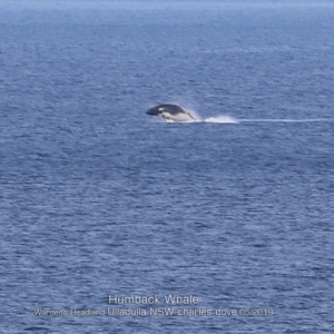 Megaptera novaeangliae at Ulladulla, NSW - 21 May 2019 12:00 AM