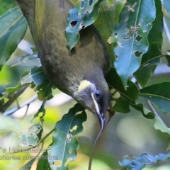 Meliphaga lewinii (Lewin's Honeyeater) at South Pacific Heathland Reserve - 20 May 2019 by Charles Dove