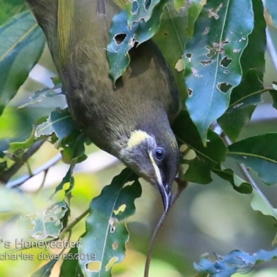 Meliphaga lewinii (Lewin's Honeyeater) at South Pacific Heathland Reserve - 20 May 2019 by Charles Dove