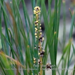 Lomandra glauca (Pale Mat-rush) at South Pacific Heathland Reserve - 21 May 2019 by Charles Dove