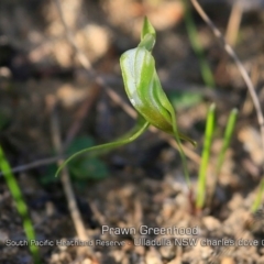 Pterostylis pedoglossa (Prawn Greenhood) at South Pacific Heathland Reserve - 21 May 2019 by CharlesDove