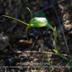 Pterostylis pedoglossa at Ulladulla, NSW - suppressed