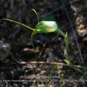 Pterostylis pedoglossa at Ulladulla, NSW - suppressed