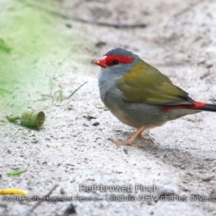Neochmia temporalis (Red-browed Finch) at South Pacific Heathland Reserve - 21 May 2019 by CharlesDove