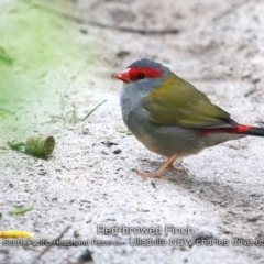 Neochmia temporalis (Red-browed Finch) at South Pacific Heathland Reserve - 22 May 2019 by CharlesDove