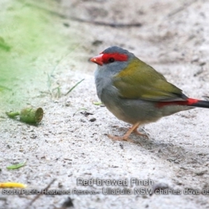 Neochmia temporalis at Ulladulla, NSW - 22 May 2019