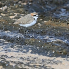 Charadrius ruficapillus (Red-capped Plover) at Wairo Beach and Dolphin Point - 20 May 2019 by Charles Dove