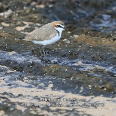 Anarhynchus ruficapillus (Red-capped Plover) at Dolphin Point, NSW - 20 May 2019 by Charles Dove