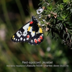 Delias aganippe (Spotted Jezebel) at Ulladulla - Warden Head Bushcare - 24 May 2019 by Charles Dove