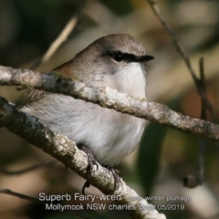 Malurus cyaneus (Superb Fairywren) at Mollymook, NSW - 20 May 2019 by CharlesDove